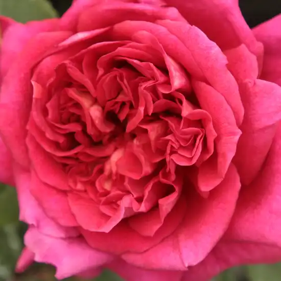 Comanda trandafiri online - Roșu - trandafir teahibrid - trandafir cu parfum discret - Rosa L'Ami des Jardins - Dominique Massad - ,-